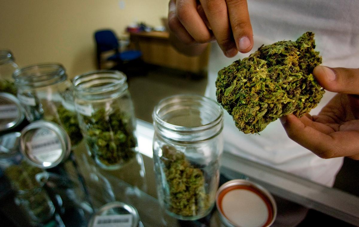 Californians votes to legalize marijuana statewide