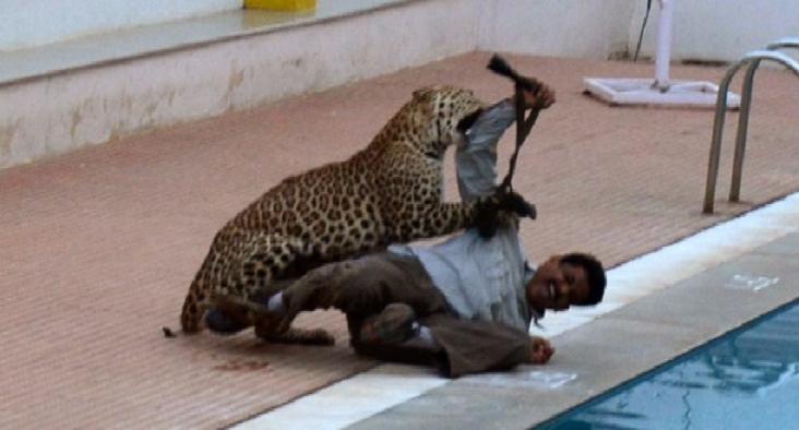 Man Injured after Leopard Escapes in West Bengal