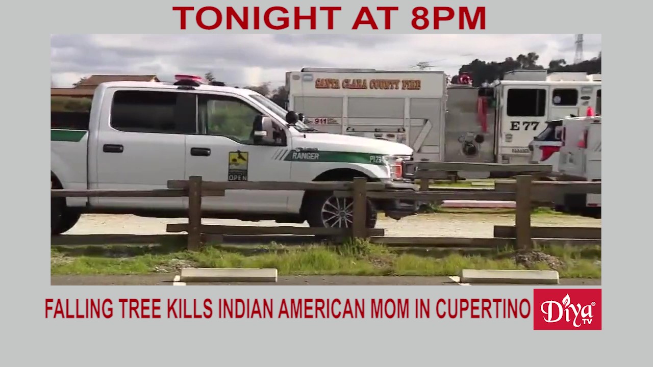 Falling tree kills Indian American mom in Cupertino