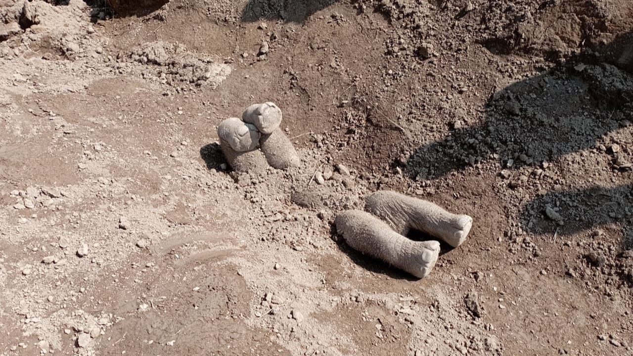Indian study reveals Asian elephants’ remarkable behavior: burying dead calves in tea gardens